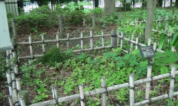 2012.0525008.miya.jpg