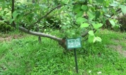 2012.0530004.tama.jpg