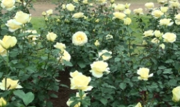 2012.0530011.tama.jpg