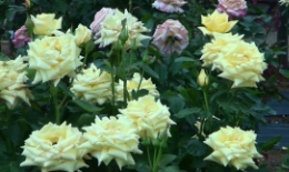 2012.0530013.tama.jpg