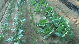 2012.11.12.0019.asao.jpg