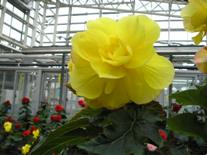 2006.04.02019.hana.JPG