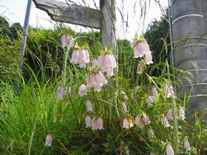 2005.06.12006.hana.JPG