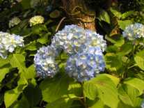 2005.06.12007.hana.JPG