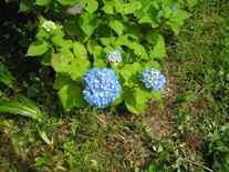 2005.06.12008.hana.JPG