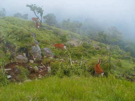 2003.07.05006.huukei.jpg
